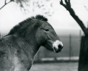 Ein gefährdetes Przewalski-Wildpferd steht in seinem Gehege im Londoner Zoo, Oktober 1927 von Frederick William Bond