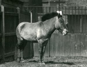 Ein gefährdeter Przewalski-Wildpferd, stehend in seinem Gehege im Londoner Zoo im Jahr 1927 von Frederick William Bond