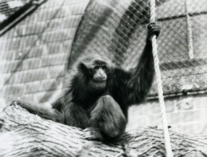 Ein gefährdeter Siamang-Gibbon, sitzend auf einem Baumstamm, haltend ein Seil, Londoner Zoo, 1927