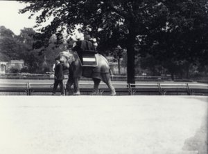 Asiatischer Elefant 