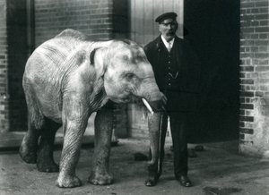 Baby-Asiatischer Elefant mit Wärter Charles Eyles, Londoner Zoo, November 1915 von Frederick William Bond
