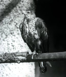 Bonellis Adler auf einem Ast im Londoner Zoo, September 1925 von Frederick William Bond