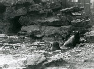 Kalifornische Seelöwen mit Eis auf ihrem Becken, London Zoo von Frederick William Bond