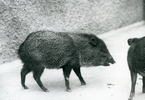 Kragenpekari im Londoner Zoo, 1927 von Frederick William Bond