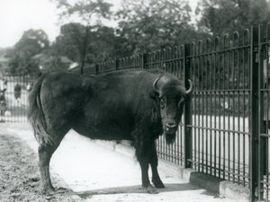 Europäischer Bison Georgina an den Gittern ihres Geheges, Londoner Zoo, 12. August 1926