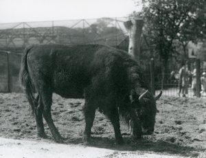 Europäischer Bison Julia frisst Gras in ihrem Gehege, Londoner Zoo, 12. August 1926