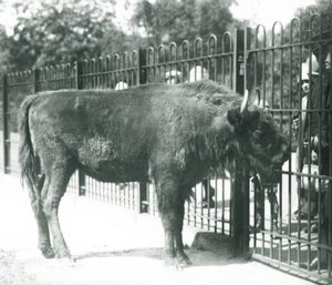 Europäischer Bison 
