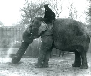 Weiblicher asiatischer Elefant, 