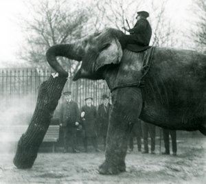 Weiblicher Asiatischer Elefant Indiarani bewegt Holz mit ihrem Rüssel, während ihr Pfleger auf ihrem Rücken sitzt und sie dirigiert, London Zoo, 1925 von Frederick William Bond
