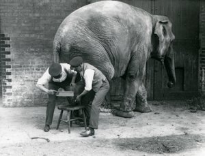 Weiblicher Asiatischer Elefant Sundermalah lässt sich von ihren Wärtern die Füße trimmen, Londoner Zoo, August 1926 von Frederick William Bond