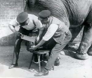 Weiblicher Asiatischer Elefant Sundermalah lässt sich von ihren Wärtern die Füße trimmen, Londoner Zoo, August 1926