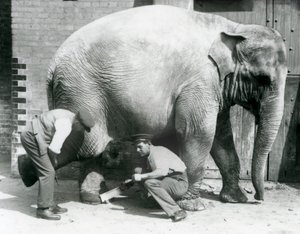Weiblicher Asiatischer Elefant Sundermalah lässt sich von ihren Wärtern die Füße trimmen, Londoner Zoo, August 1926