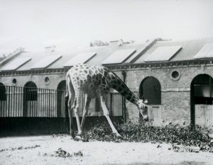 Weibliche Giraffe 