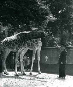 Weibliche Giraffen Maud und Maggie mit Wärter Ernie Professor Bowman, Londoner Zoo, Juli 1924 von Frederick William Bond