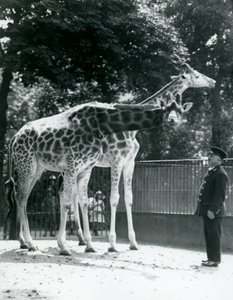 Weibliche Giraffen Maud und Maggie mit Wärter Ernie Professor Bowman, Londoner Zoo, Juli 1924 von Frederick William Bond