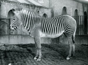 Weibliches Grevy-Zebra, oder Kaiserliches Zebra, Jennie steht in ihrem Gehege im Londoner Zoo, 1927 von Frederick William Bond