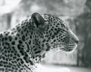 Weiblicher Leopard Daisy im Londoner Zoo im August 1925 von Frederick William Bond