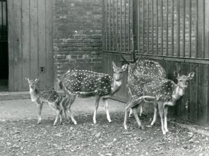 Vier Axishirsche, darunter ein Bock mit Geweih und ein Kitz, im London Zoo im Jahr 1926 (s/w Foto)