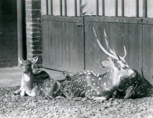 Vier Axishirsche, darunter ein Bock mit Geweih, im London Zoo im Jahr 1924