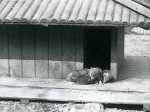 Vier Kojotenwelpen ruhen am Eingang ihres Baus, London Zoo von Frederick William Bond