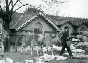 Vier Elenantilopen folgen ihrem Pfleger zur Fütterungszeit im Gehege vor dem Antilopenhaus, Londoner Zoo, Juni 1925 von Frederick William Bond