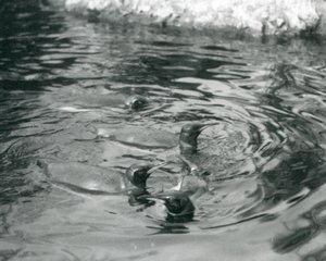 Vier Königspinguine im Londoner Zoo, Juni 1927 von Frederick William Bond
