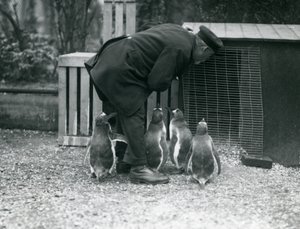 Eselspinguine mit Pfleger Albert White, London Zoo, ca. 1914 von Frederick William Bond