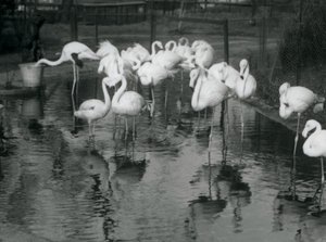 Große Flamingos an ihrem Teich im Londoner Zoo, 1926 von Frederick William Bond