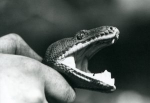 Kopf einer Smaragdbaumboa, mit offenem Mund, am Hals gehalten, von ihrem Pfleger, Londoner Zoo