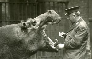 Nilpferd Bobbie mit Wärter Ernie Bowman, Londoner Zoo, 1927 von Frederick William Bond