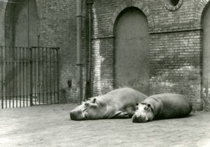 Flusspferde Bobbie und Joan im London Zoo, Juli 1923
