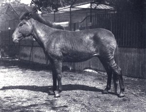 Hybrides Zebrapferd im Londoner Zoo, Juli 1916 von Frederick William Bond