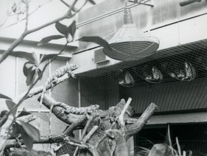 Leguane sonnen sich auf Ästen und genießen das künstliche Sonnenlicht in ihrem Gehege, London Zoo, August 1928 von Frederick William Bond