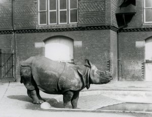 Indisches Nashorn Felix steht am Rand seines Pools im Londoner Zoo im Jahr 1927