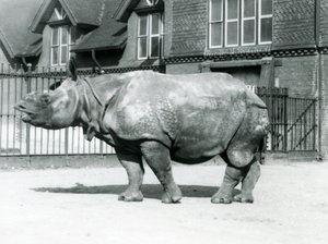 Indisches Nashorn Felix im Londoner Zoo, 1927 von Frederick William Bond