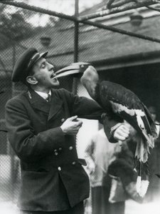 Tierpfleger T. Raggett füttert einen Großen Indischen Hornvogel mit einer Frucht, die er im Mund hält. Londoner Zoo 1924 von Frederick William Bond