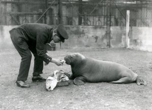 Wärter Arthur Chandler füttert einen jungen Walross mit Fisch, Londoner Zoo, 1924