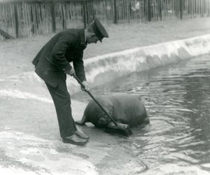 Wärter Arthur Chandler fegt das Walrossbecken, Londoner Zoo, 1924