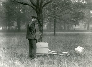 Wärter Brown bewegt einen Schwarm Honigbienen, Londoner Zoo, Juli 1926