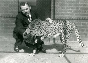 Wärter Charles Dixon mit einem verspielten Geparden im Londoner Zoo, Oktober 1922