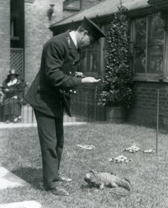 Wärter Collins auf einem Rasen im Londoner Zoo mit einer Wolkenfels-Iguana an der Leine, Londoner Zoo, 1924 von Frederick William Bond