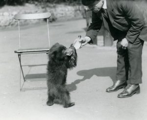 Tierpfleger Harry Warwick füttert ein Faultierbärenjunges mit der Flasche im Londoner Zoo, August 1921 von Frederick William Bond