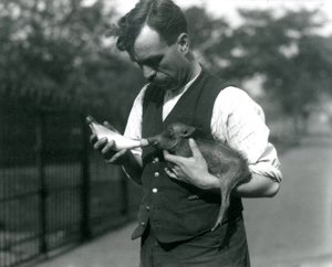 Tierpfleger Harry Warwick füttert ein Baby-Warzen schwein im Londoner Zoo, im August 1922 von Frederick William Bond