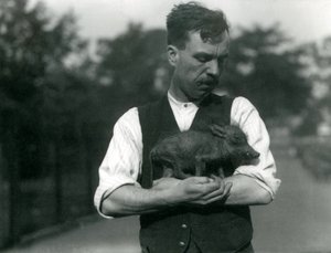 Wärter Harry Warwick wiegt ein Baby-Warzen in seinen Armen im Londoner Zoo, August 1922 von Frederick William Bond