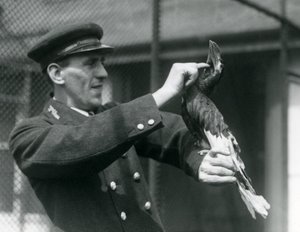 Thomas Raggett streichelt einen Großen Indischen Hornvogel im Londoner Zoo, 1924 von Frederick William Bond