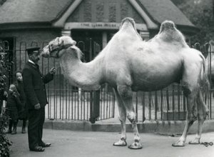 Wärter W. Styles mit einem Baktrischen Kamel vor dem Lama-Haus im Londoner Zoo, Juli 1914 von Frederick William Bond