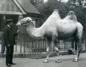 Wärter W. Styles mit einem Baktrischen Kamel vor dem Lama-Haus im Londoner Zoo, Juli 1914 von Frederick William Bond
