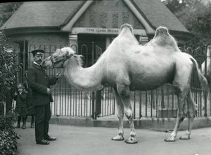 Wärter W. Styles mit einem Baktrischen Kamel vor dem Lama-Haus im Londoner Zoo, Juli 1914 von Frederick William Bond