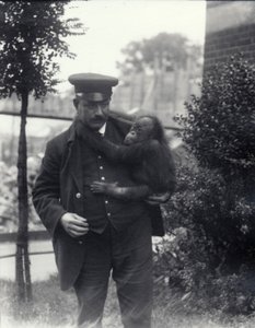 Wärter Z. Rodwell hält einen jungen Orang-Utan im Londoner Zoo, Oktober 1913