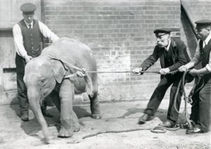 Wärter A. Church, Charles Eyles und H. Robertson versuchen, ein Baby-Asiatischer Elefant an einem Seil zu führen, Londoner Zoo, September 1919 von Frederick William Bond